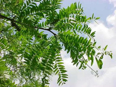 Can A Honey Locust Be Used For A Bonsai Tree - bonsai tree